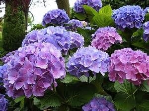 A Bolsena Festa delle Ortensie. Tra convegni, mostre e degustazioni