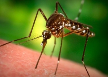 Guerra alle zanzare: al via ad Orvieto il primo intervento di disinfestazione