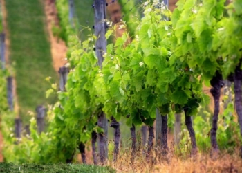 Bando Ocm vino. Assessore Cecchini: finanziamenti regionali per maggiori aiuti a progetti che promuovono il “brand” dell’Umbria