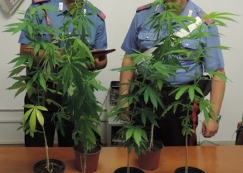 In macchina con piantine di canapa indiana: denunciato dai carabinieri 40enne ucraino