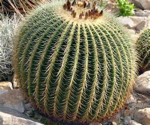 “Umbria e Cactus” a Lugnano in Teverina