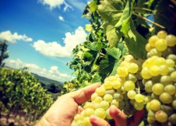 Barberani tutto biologico