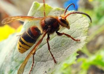 Tutti in lotta contro vespe e calabroni