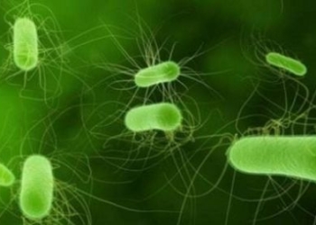 Batteri fecali nell’acqua, assolto l’ex sindaco di Parrano, Gino Mechelli