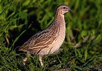 Caccia, anche quaglia tra specie cacciabili per terza giornata preapertura domenica prossima