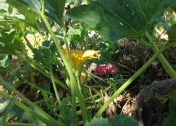 ORTO SINERGICO A CASTEL VISCARDO. L’ABBRACCIO TRA UOMO E NATURA