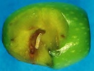 Mosca olearia. Da Regione Umbria un sistema di difesa 2.0