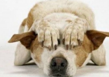 No botti e petardi, ma attenzione alle conseguenze di un’ordinanza sindacale