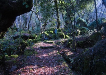 Percorsi etruschi. Nel “bosco incantato del Sasseto”