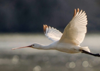La Spatola 342 è tornata all’ “Oasi WWF del lago di Alviano”
