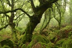 Emozioni uniche al Bosco del Sasseto, domenica passeggiata con guida privata