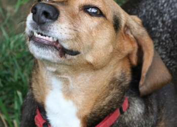 M5S Orvieto: Puc2. La regione dovrebbe risarcirci.