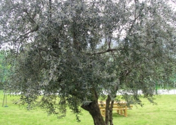 Lugnano in Teverina, Comune lancia iniziativa per adottare un ulivo della collezione mondiale
