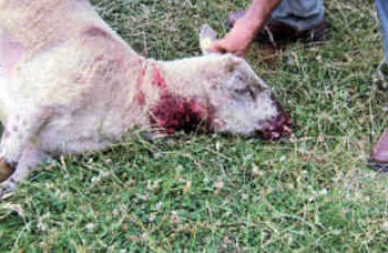 Lupi, in Umbria è allarme rosso. Produttori e allevatori in ginocchio