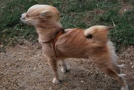 Maltempo, livello di allerta ridotto a criticità ordinaria