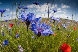 Alfina, il Consiglio di Stato ripristina il vincolo