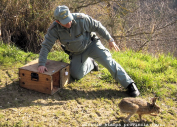 Settore faunistico-venatorio, 300 controlli della Polizia provinciale