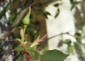 Genitori in fiore: la rocca delle Rose ad Orvieto