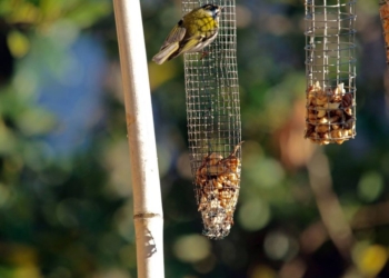 Il fiorrancino di Gianni Cardinali