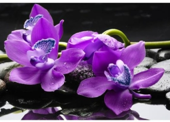 Conoscere i segreti dell’Aromaterapia, un corso ad hoc a Porano