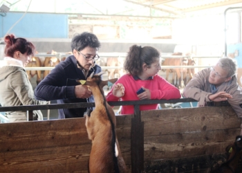 Alla Fattoria Ma’ Falda di Prodo casari da varie regioni d’Italia, dall’Alto Adige alla Calabria