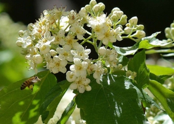 La cinciarella e l’Ape ghiotta