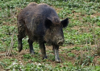 Troppi cinghiali, danni alle colture. Il grido di disperazione degli agricoltori tra Umbria e Lazio