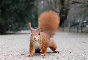Concorso fotografico dedicato allo scoiattolo rosso in Umbria