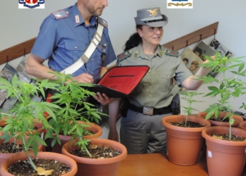 Un orto vista lago a Corbara seminato a cannabis, denunciati 2 orvietani