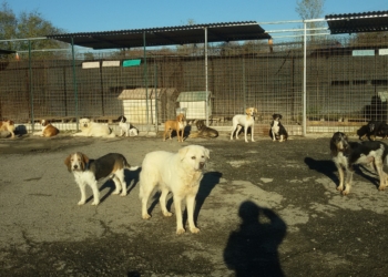 Meno abbandoni e più adozioni di cani, grazie anche a Gli Amici di Charlie