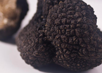 Trovato il tartufo più grande del mondo, è a Campello