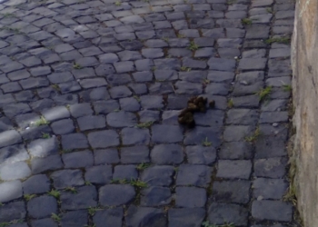 Padrone zozzo. Cane in buona salute