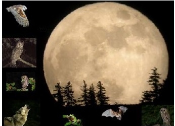 “La Notte è tutta orecchi” alla scoperta dei suoni notturni del bosco con la Riserva Monte Rufeno