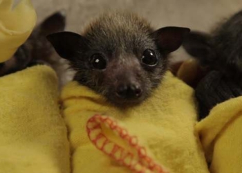 “Mani alate nella notte”, approfondimento sui pipistrelli