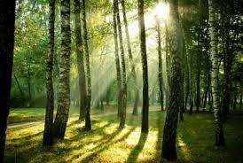 “L’uomo e la foresta: cosa sta cambiando”, se ne parla con la Forestale
