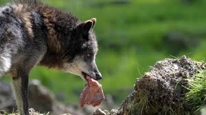 Danni da selvatici, agricoltori esasperati chiedono alla Regione di superare l’assurdo limite del de minimis