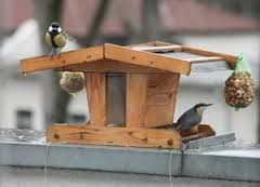 Con la Coop Ape Regina, laboratorio su mangiatoia per uccelli