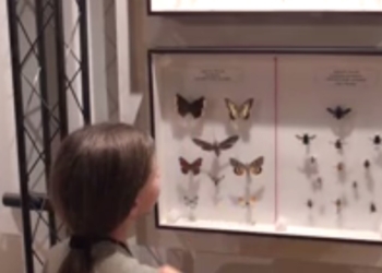 Nuovo video per Francesco Barberini, classe 2007, aspirante ornitologo