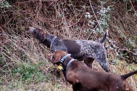 Cacciatore caduto nel dirupo, sono stati i suoi cani a salvarlo