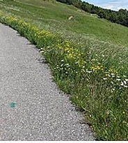 Lugnano in Teverina, sindaco Filiberti impone manutenzione verde privato a ridosso strade