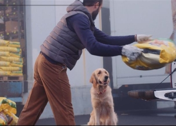 Donazioni pasti amici animali, 5 i centri umbri aiutati da Frieskes tra cui Orvieto