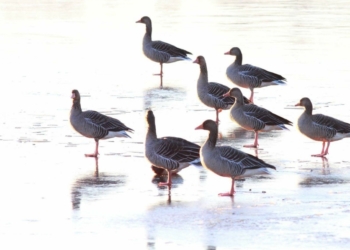 Lago di Alviano gelato