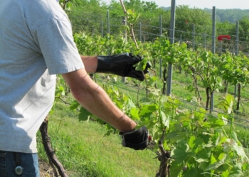 Wine Research Team: una “potatura intelligente” per un prodotto di qualità e piante sane