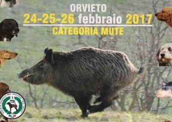 Parterre di mute internazionali per il 31esimo campionato Sips su cinghiale