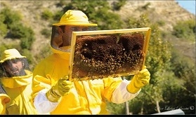 A Porano nasce la scuola di Apicoltura dell’Etruria gestita dall’associazione Acqua