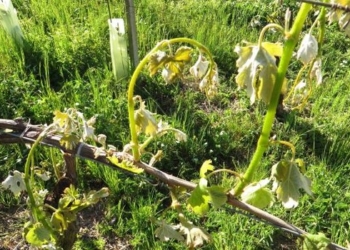 Emergenza agricoltura, la Cia lancia l’allarme: a rischio la produzione agricola regionale