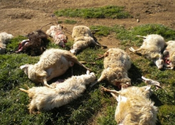 Danni da selvatici, allevatori e agricoltori: “situazione ormai insostenibile”