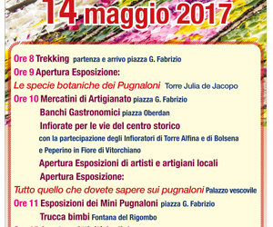 A Acquapendente tutto pronto per la Madonna del Fiore e i Pugnaloni