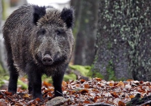 Troppi cinghiali, probabile estensione del periodo di caccia per diminuirne il numero