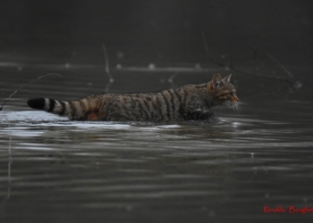 Avvistamento straordinario all’Oasi di Alviano: un gatto selvatico lungo 1,20 metri